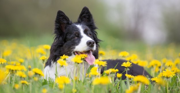 Cambio stagione ed animali: info e consigli