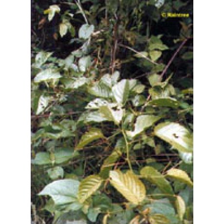 TSA UNCARIA TOMENT 50ML HERBOPL