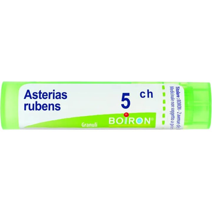 ASTERIAS RUBENS 5CH GR BO<