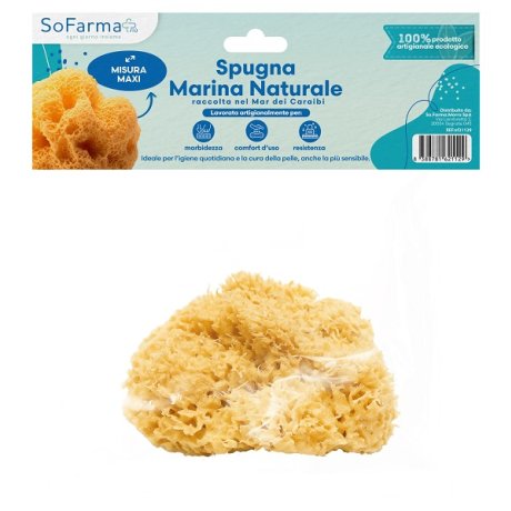 SPUGNA MARINA NATURALE MAXI SF+ SPUGNA MARINA NATURALE MAXI SF+